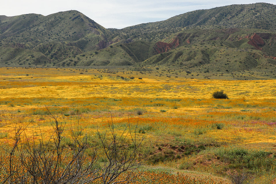 Carrizo Plain National Monument