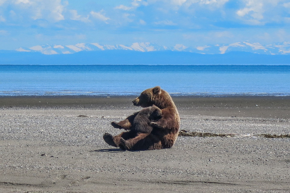 Nursing Brown Bear Mom - Lake Clark NP, AK