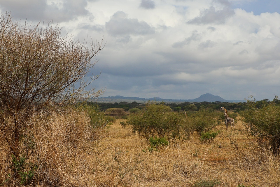 Giraffe - Tarangire NP, Tanzania