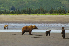 Brown Bears - Mom with Cubs and Juvenile, Lake Clark NP, AK