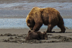 Tired Brown Bear Cubs with Mom - Lake Clark NP, AK
