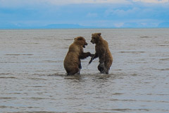 Playful Juvenile Brown Bears - Lake Clark NP, AK