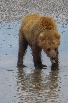 Clamming Juvenile Brown Bear - Lake Clark NP, AK