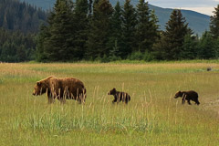 Brown Bear Mom with Cubs - Lake Clark NP, AK