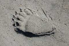 Bear Footprint - Lake Clark NP, AK