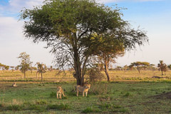Looking for Prey - Serengeti NP, Tanzania