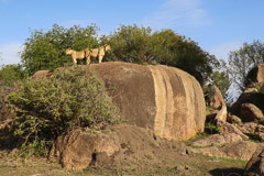 Serengeti NP, Tanzania