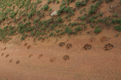 Lion Tracks - Serengeti NP, Tanzania