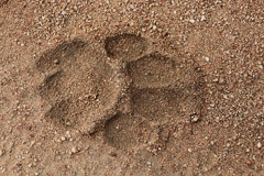 Lion Track - Serengeti NP, Tanzania