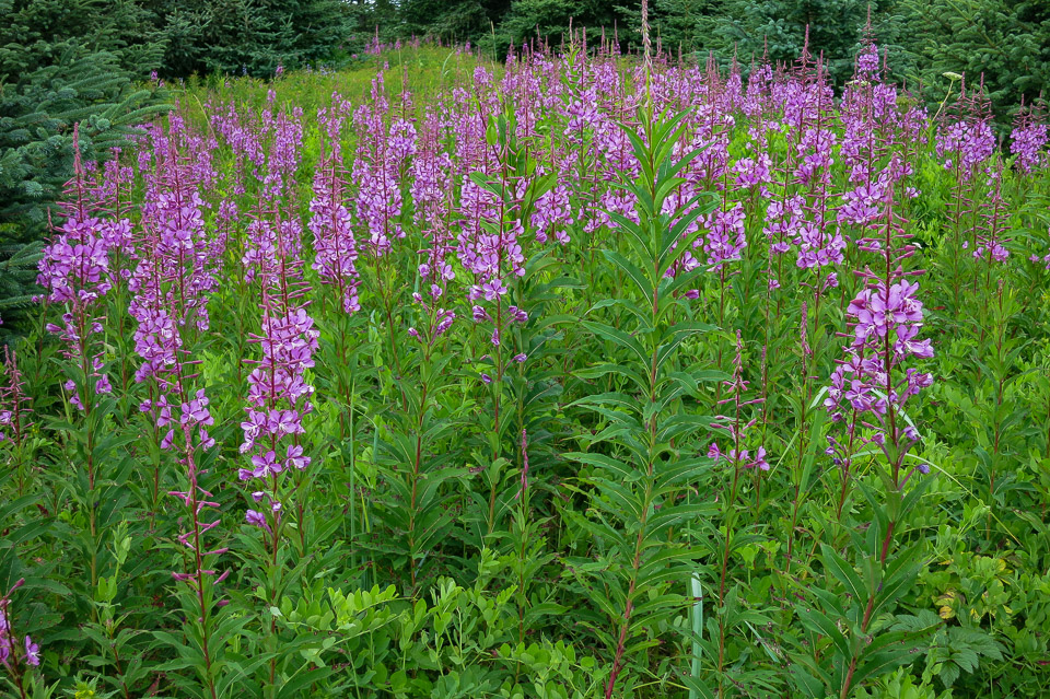 Fireweed - Lake Clark NP, AK