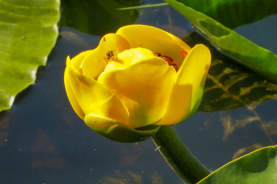 Water Lily - Lake Clark NP, AK