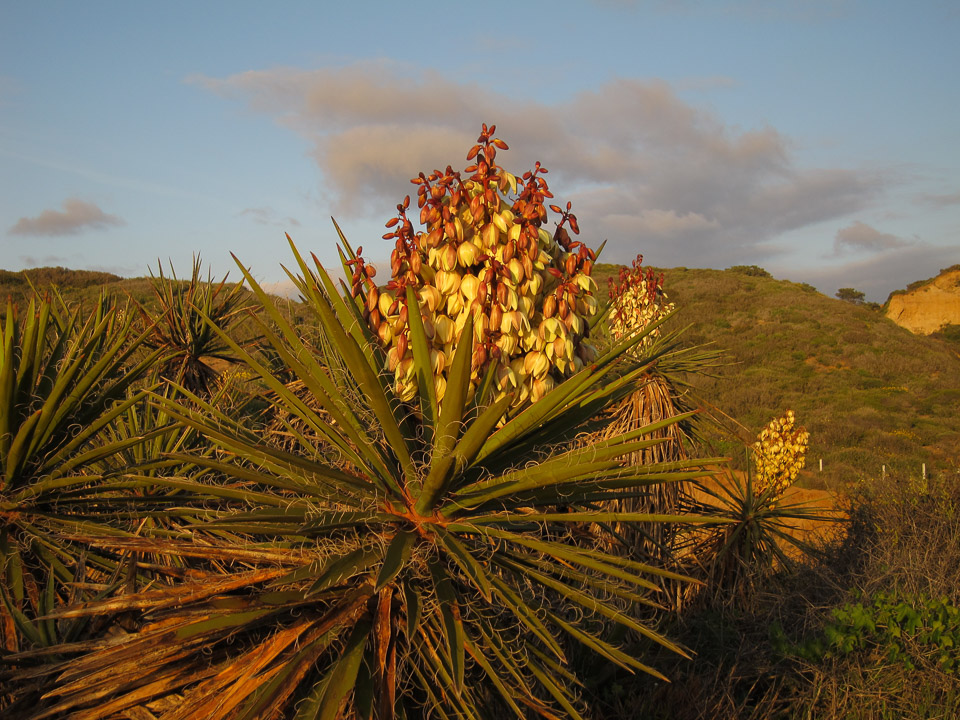 Golden Light - Torrey Pines State Reserve, CA