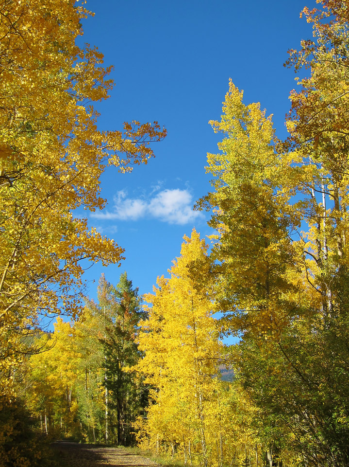 Fall Colors on Old Lime Creek Road - Durango, CO