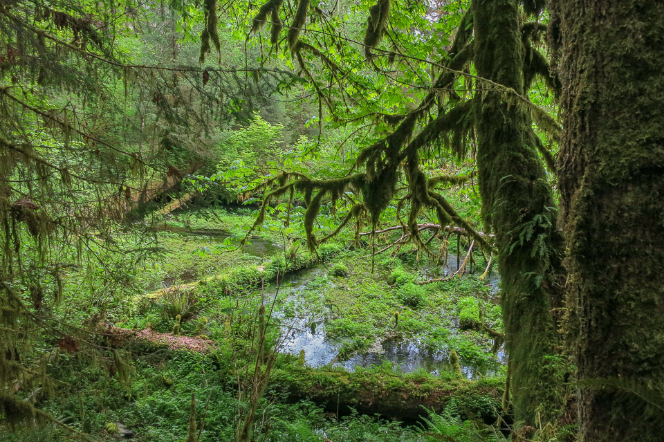 Hoh Rain Forest - Olympic National Park