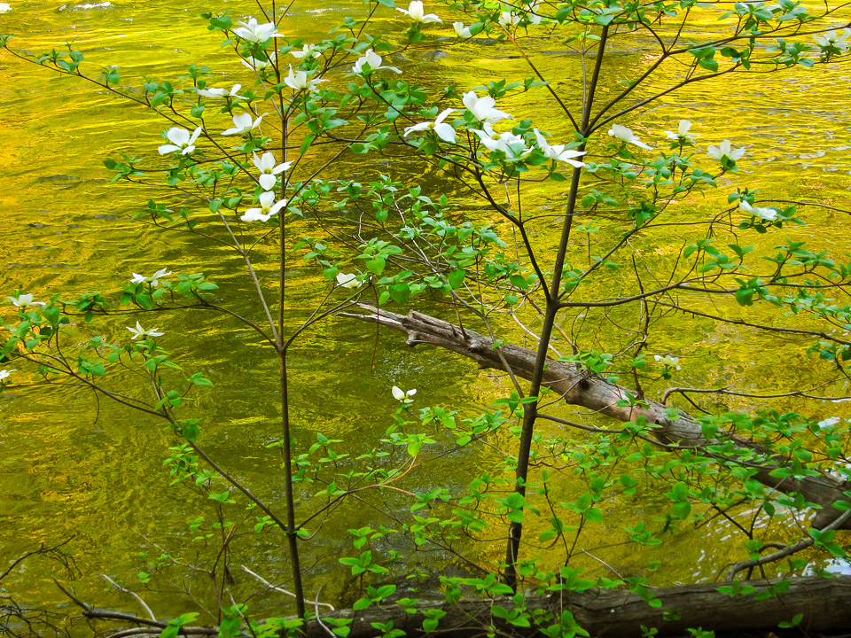 Dogwood - Yosemite National Park