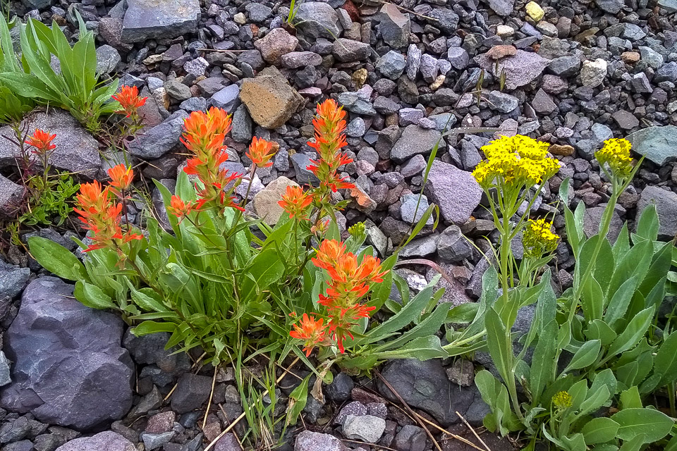 Paint Brush - Yankee Boy Basin, CO