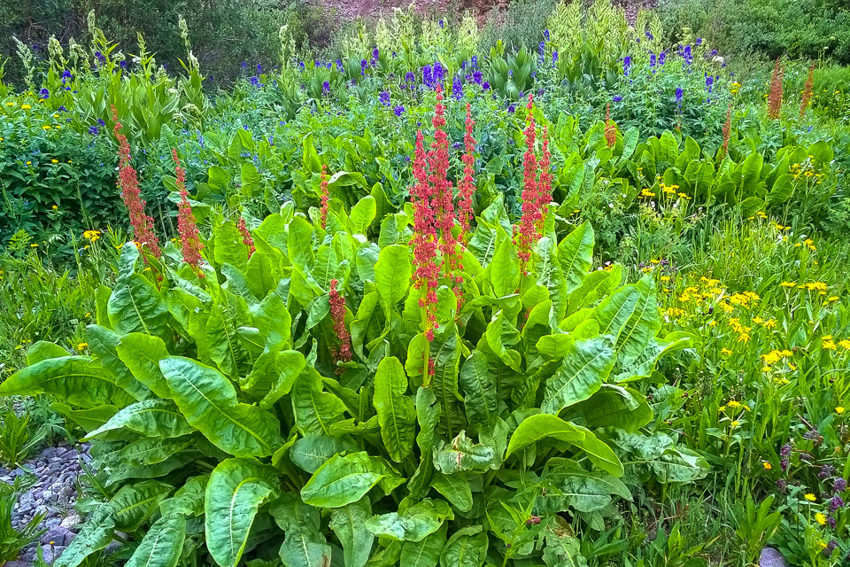 Dock Flowers - Yankee Boy Basin, CO