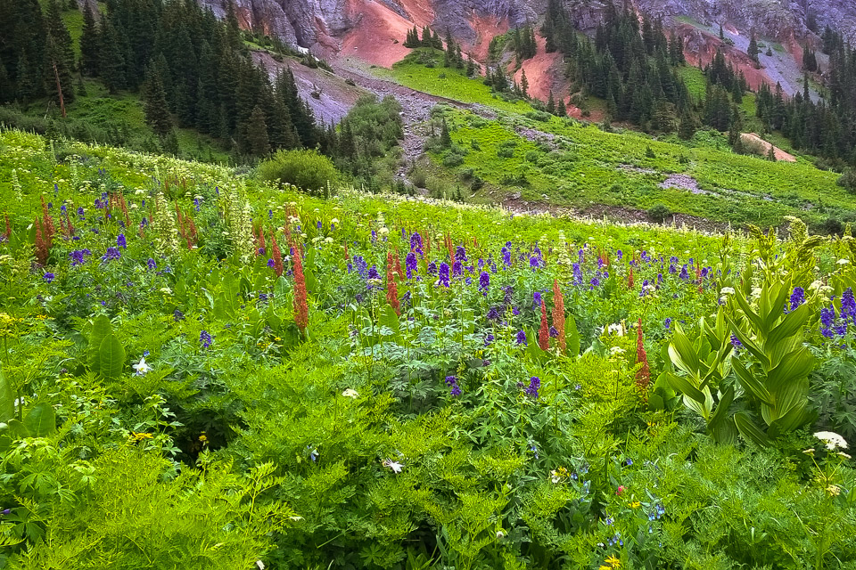 Yankee Boy Basin, CO