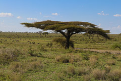 Serengeti NP, Tanzania