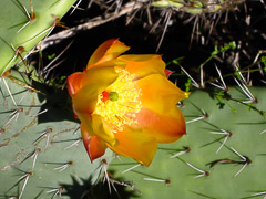 Cactus Spring Bloom - Laguna Woods Canyon, CA