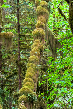 Quinault Rainforest - Olympic National Park