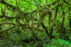 Hoh Rain Forest - Olympic National Park