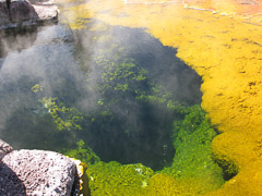 Pool in Upper Geyser Area - Yellowstone