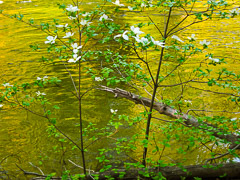 Dogwood - Yosemite National Park