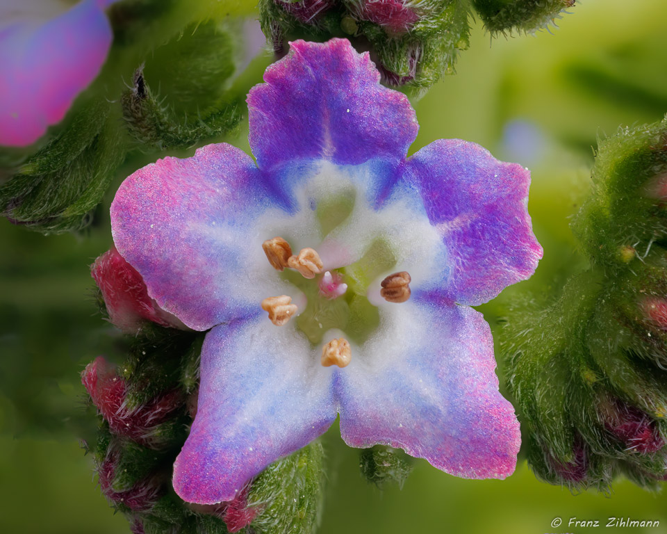 A macro image - One flower of a Pride of Madeira