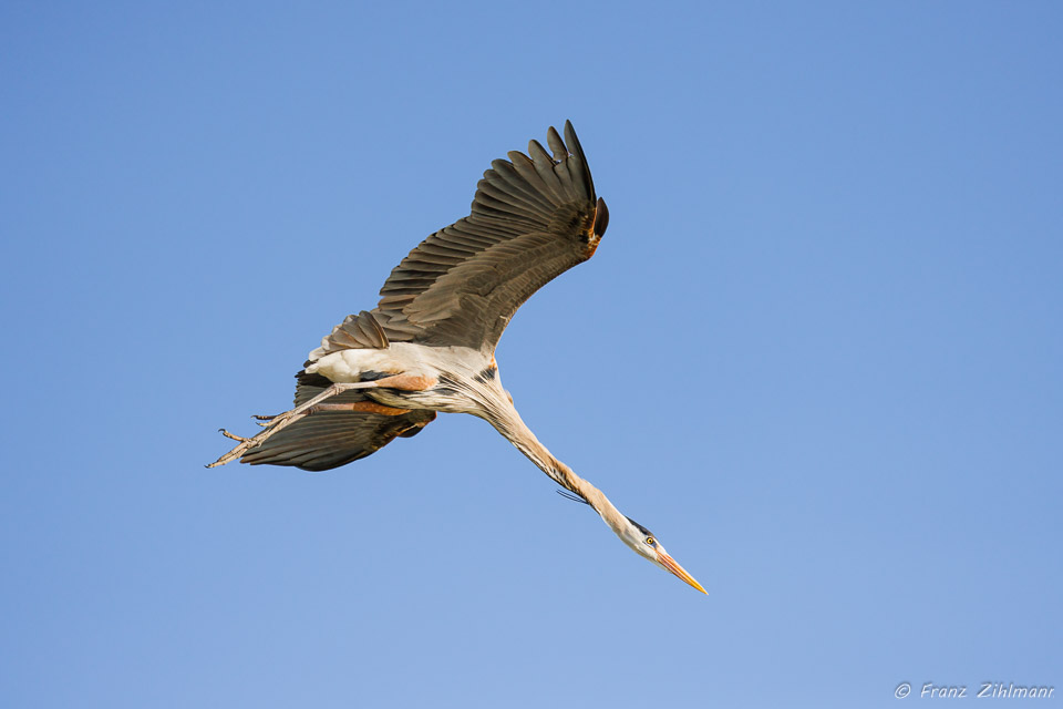 Blue Heron at Bolaa Chica, CA