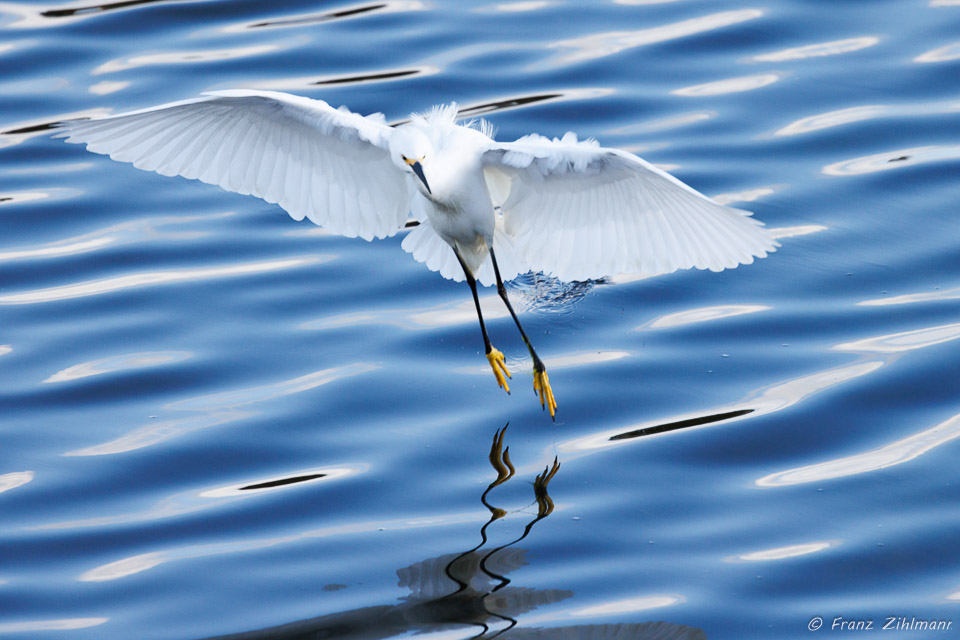 White Egret at Bolsa Chica, CA