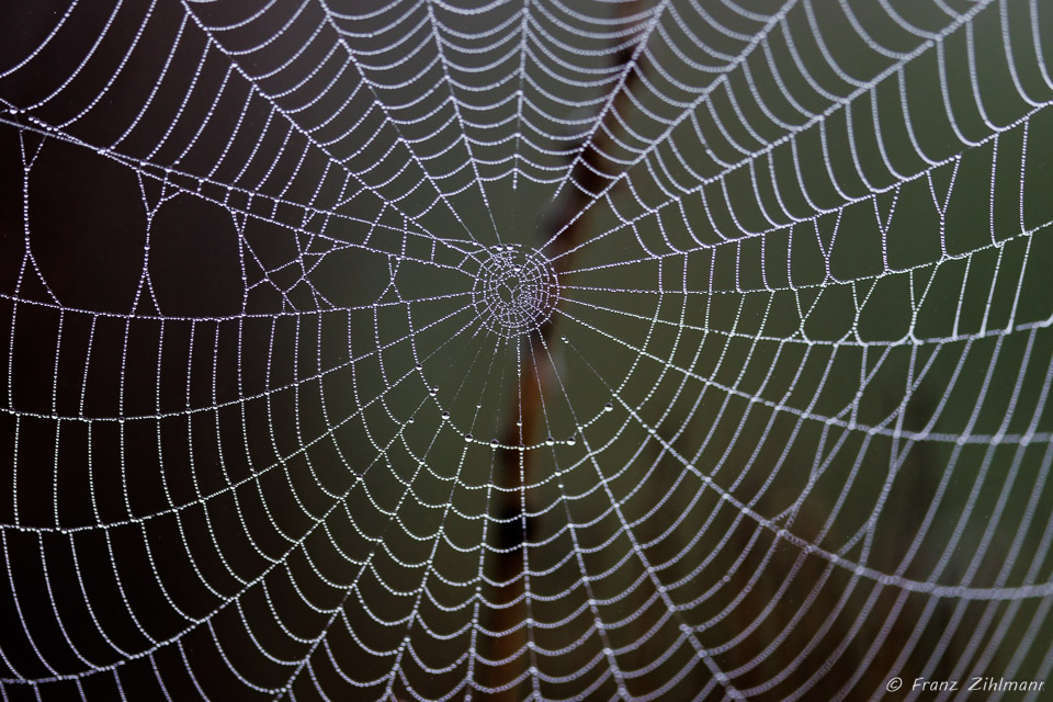 Spider web at Bolsa Chica, CA