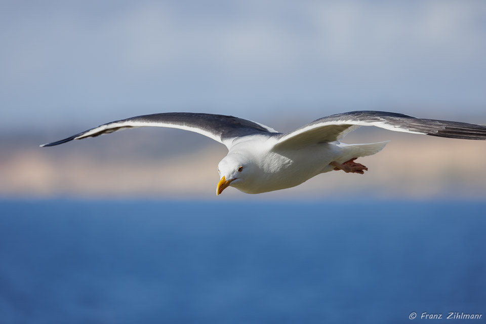 Seagull - La Jolla