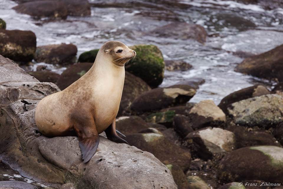 Sea Lion - La Jolla