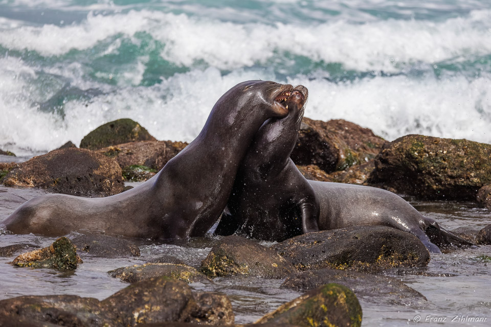 Sea Lions - La Jolla