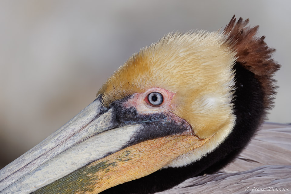 Pelican - La Jolla