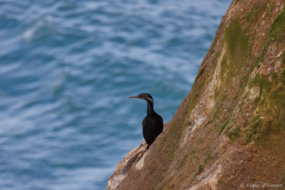 Double-crested Cormorant  -  La Jolla