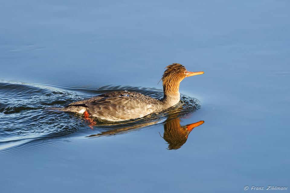 Red Breasted Merganser - Bolsa Chica