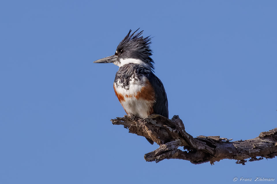 Belted Kingfisher (Female) - Bolsa Chica