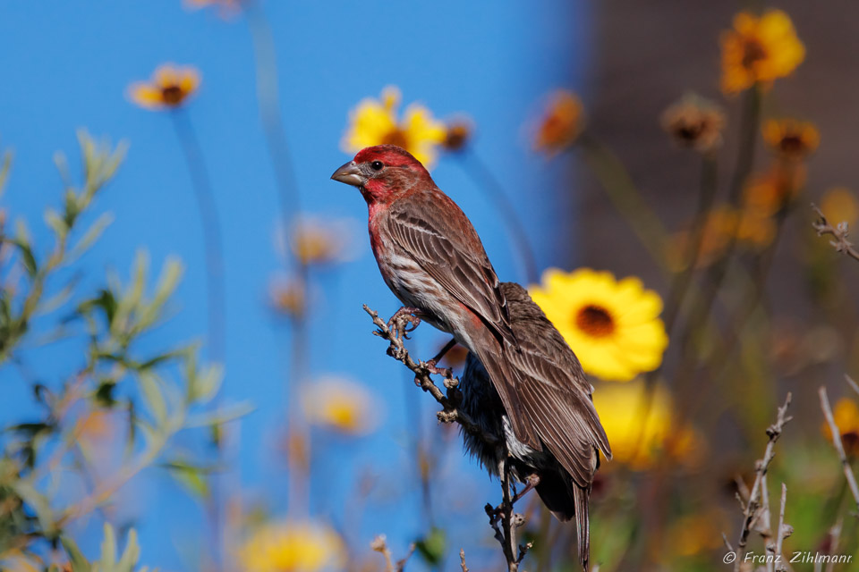 Red head Sparrow - Bolsa Chica