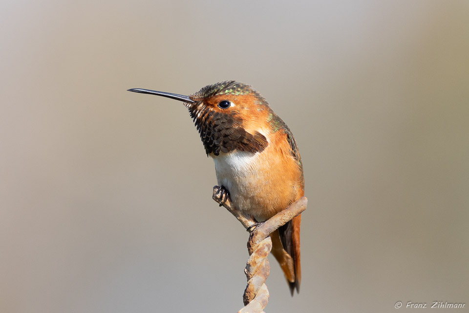 Rufous Hummingbird - Bolsa Chica