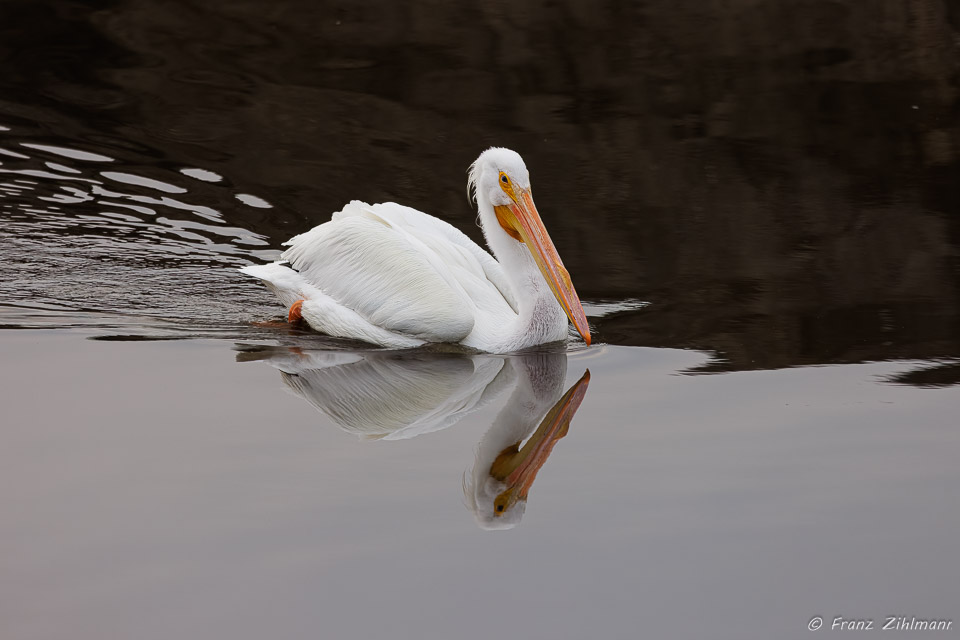 White Pelican - Bolsa Chica