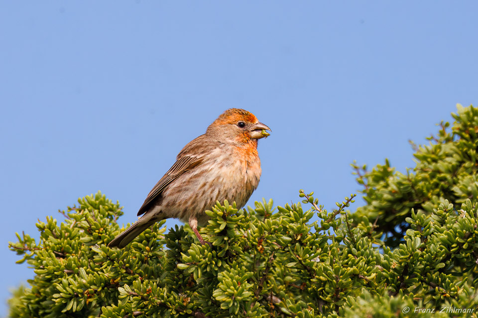 Linnet - Bolsa Chica