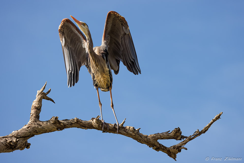 Blue Heron - Bolsa Chica