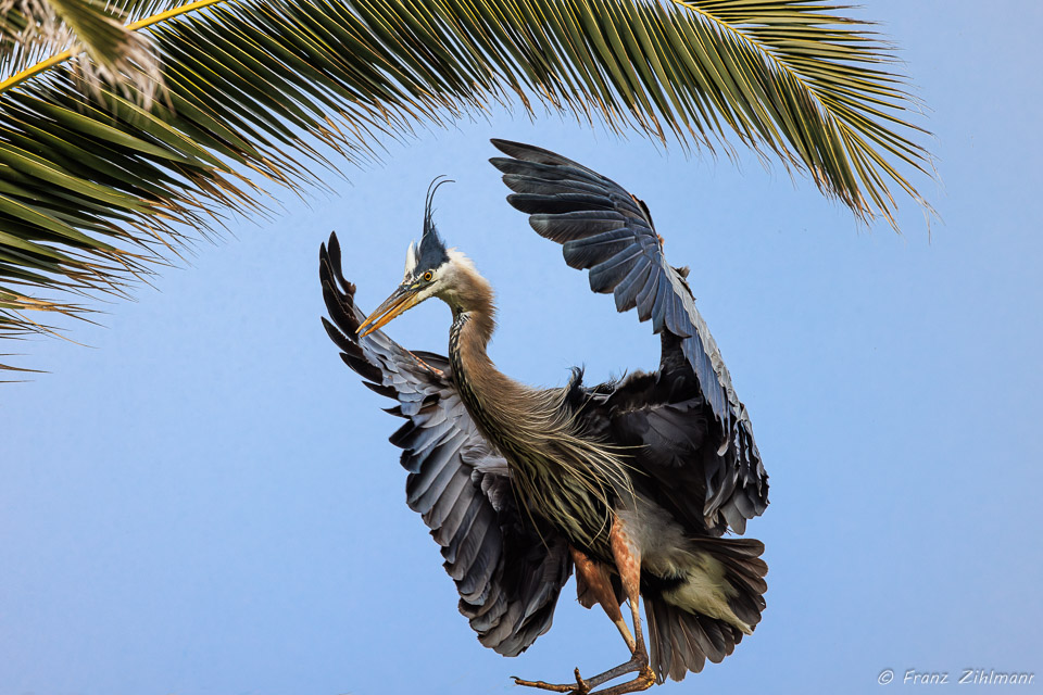 Blue Heron - Bolsa Chica