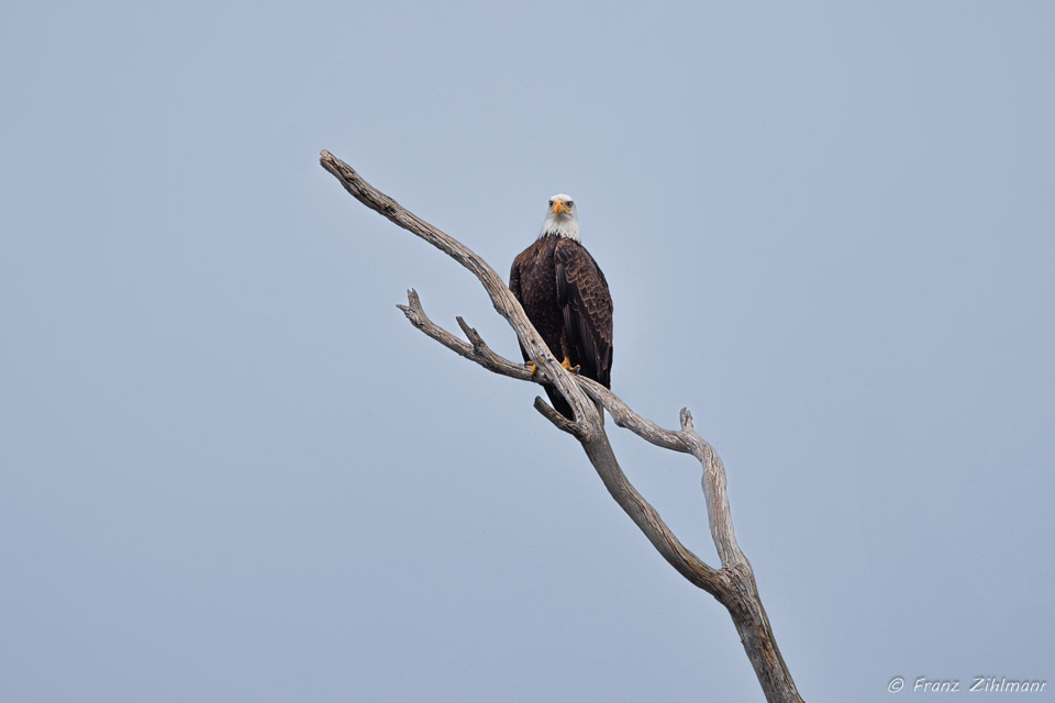 Eagle - Bolsa Chica