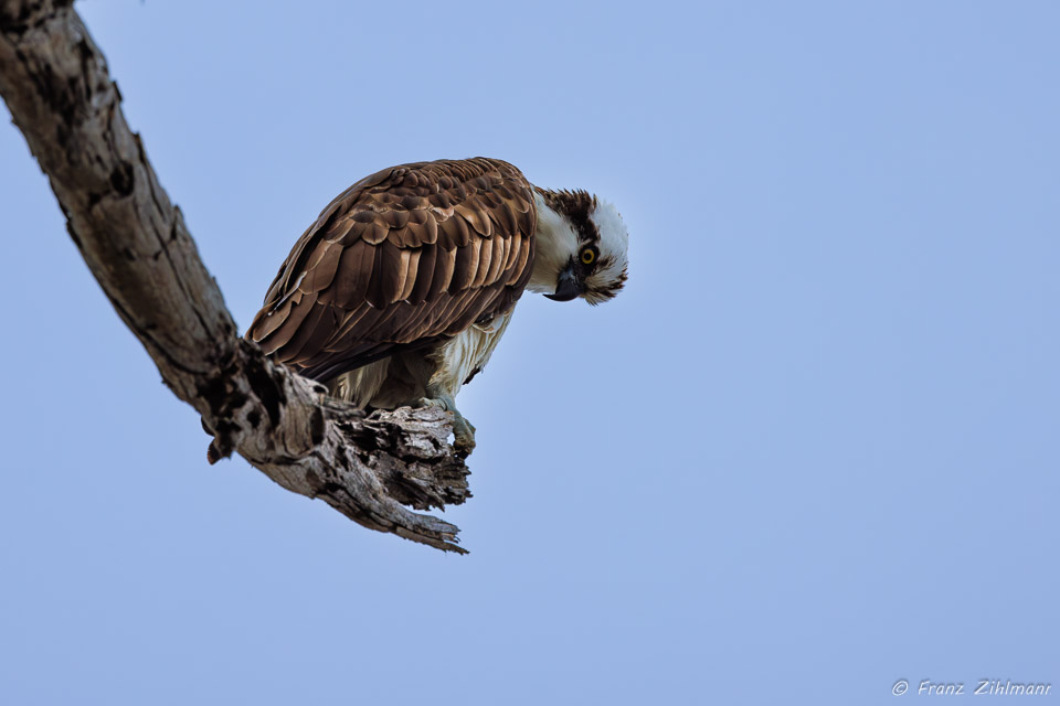 What is the Osprey look at? Bolsa Chica