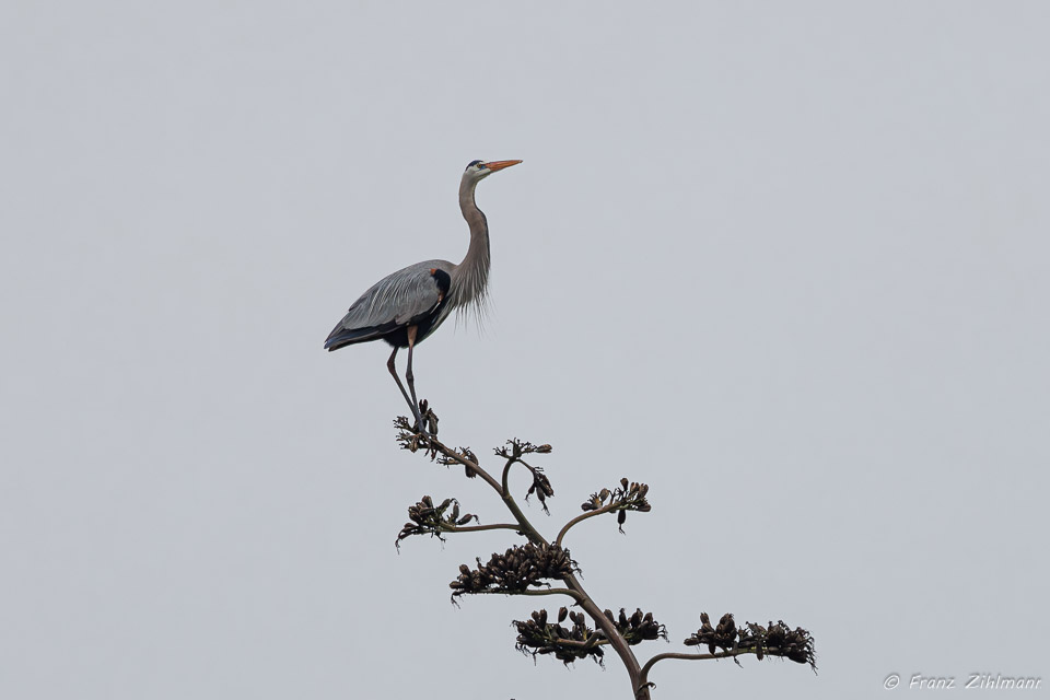 Blue Heron - Bolsa Chica