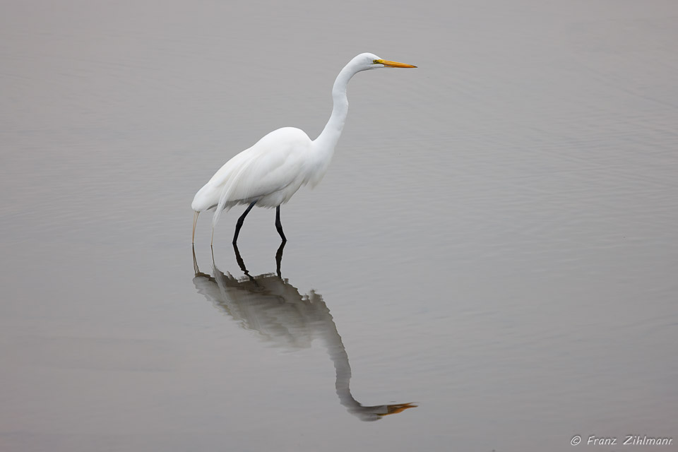 Egret with reflection - Bolsa Chica