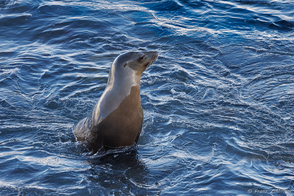 Sea lion - La Jolla